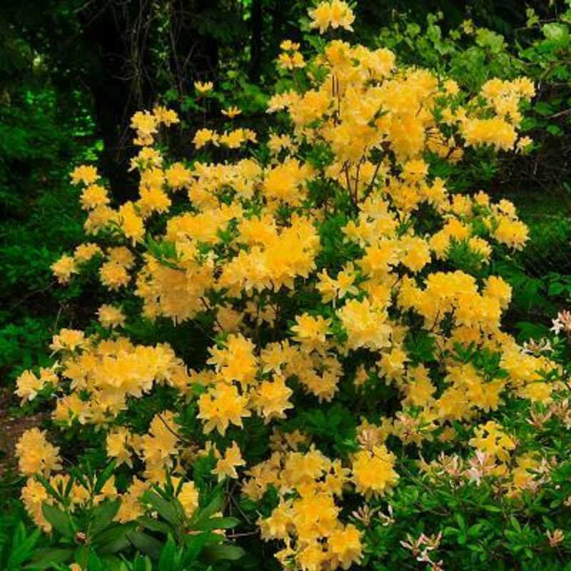 Рододендрон жёлтый (Rhododendron luteum)