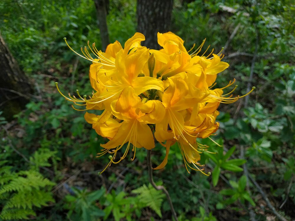 Рододендрон жёлтый (Rhododendron luteum)