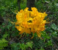 Рододендрон жёлтый (Rhododendron luteum)