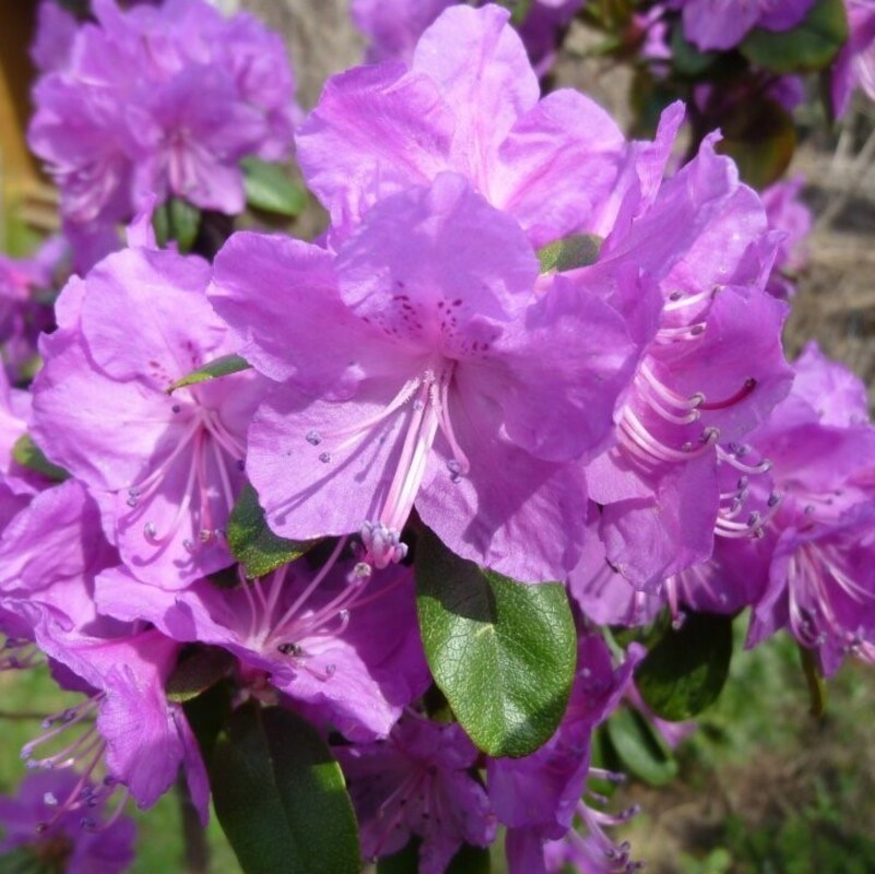 Рододендрон Ледебура (Rhododendron ledebourii)
