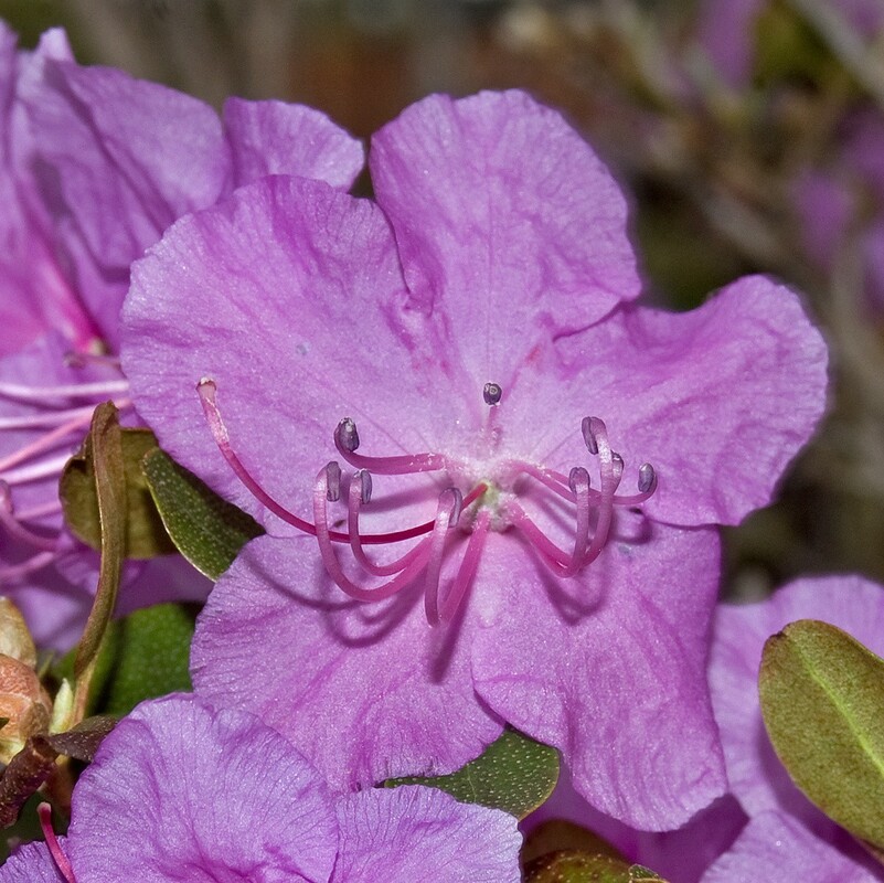 Рододендрон Ледебура (Rhododendron ledebourii)