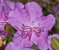 Рододендрон Ледебура (Rhododendron ledebourii)