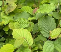 Лещина обыкновенная Ивантеевский Конфетный (Corylus avellana 'Ivanteevskij Konfetnyj') (фундук)