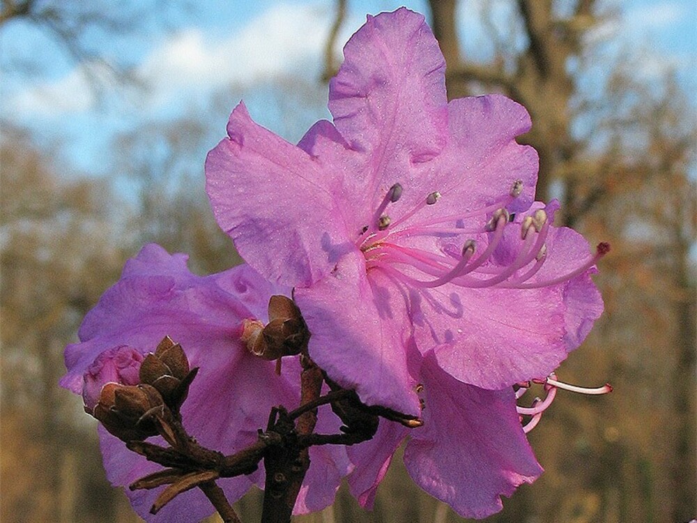 Рододендрон остроконечный (Rhododendron mucronulatum)