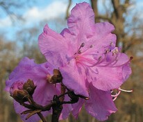 Рододендрон остроконечный