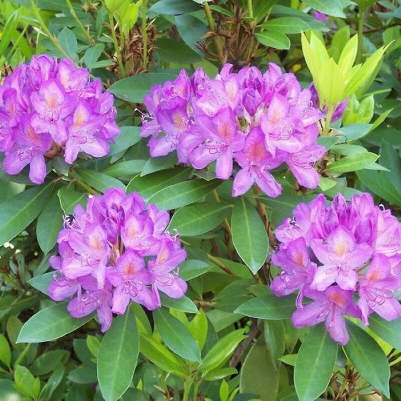 Рододендрон понтийский (Rhododendron ponticum)