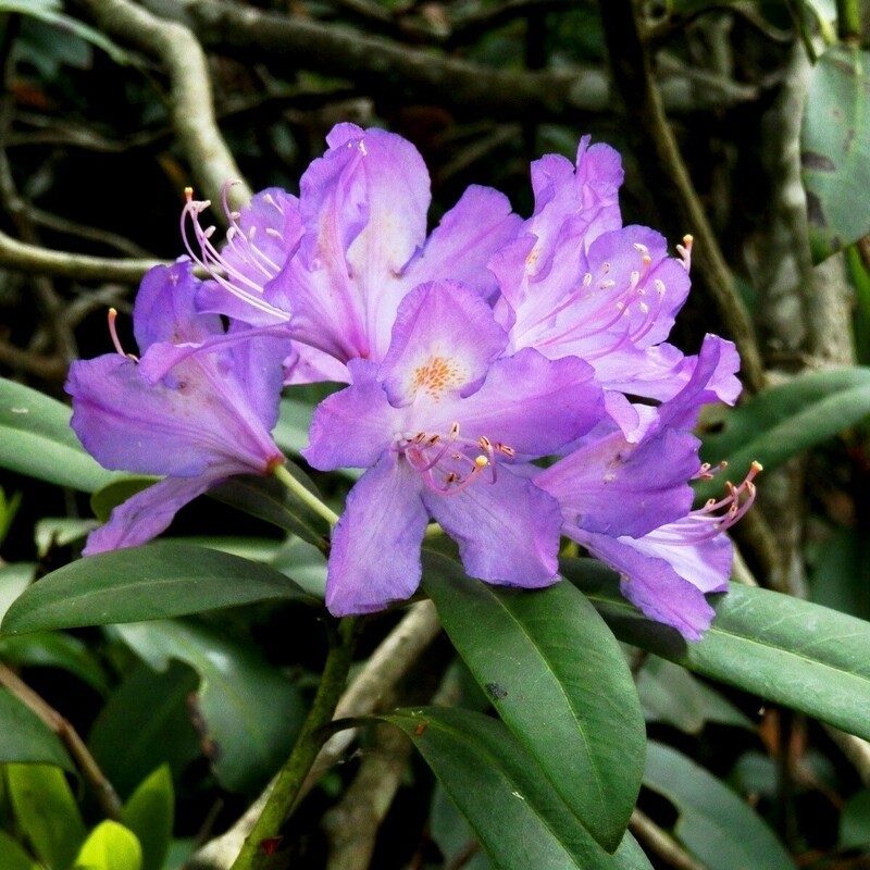 Рододендрон понтийский (Rhododendron ponticum)