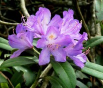 Рододендрон понтийский (Rhododendron ponticum)