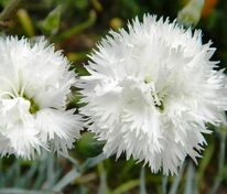 Гвоздика перистая Хайтор Вайт (Dianthus plumarius 'Haytor White')