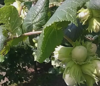 Лещина обыкновенная Сахарный (Corylus avellana 'Saharniy') (фундук)