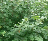 Лещина обыкновенная Московский Ранний (Corylus avellana 'Moskovskiy Ranniy') (фундук)