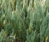 Можжевельник горизонтальный Альпина (Juniperus horizontalis 'Alpina')