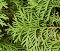 Туя западная "Hoveyi" (Ховея)