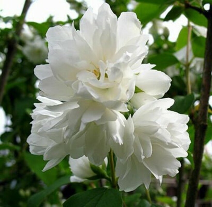 Чубушник 'Bouquet 'Blanc' (Букет Бланк)