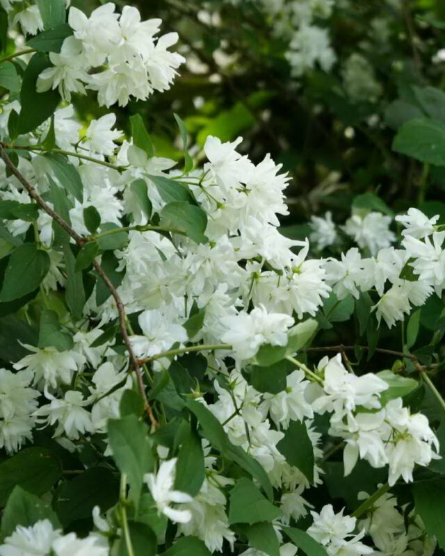 Чубушник гибридный Букет Бланк (Philadelphus 'Bouquet Blanc')