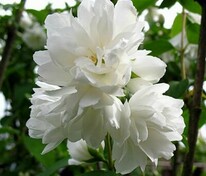 Чубушник 'Bouquet 'Blanc' (Букет Бланк)