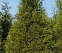 Туя складчатая (Thuja plicata) (гигантская)