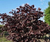 Лещина обыкновенная Атропурпурея (Corylus avellana 'Atropurpurea')