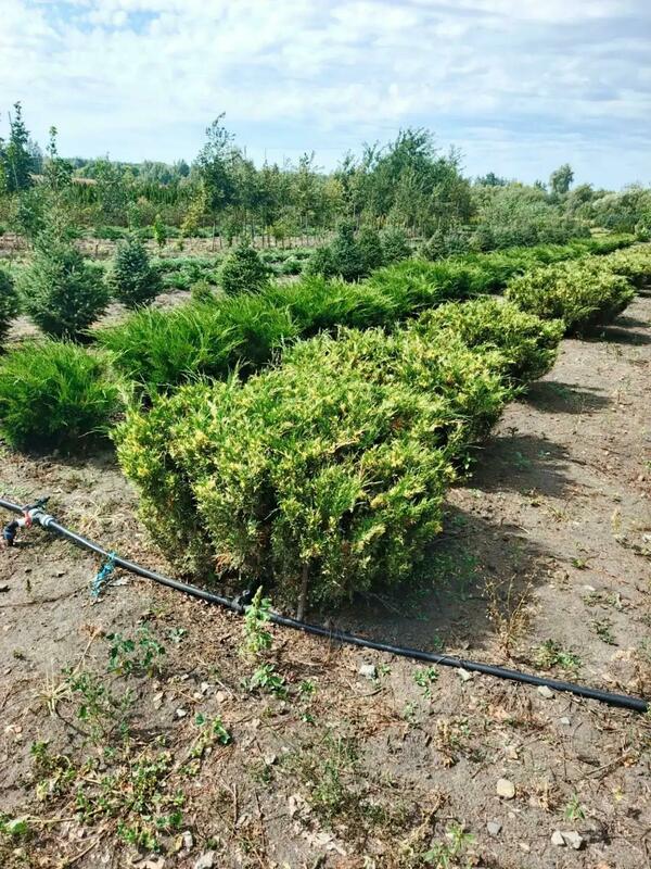 Можжевельник казацкий Вариегата (Juniperus sabina 'Variegata')