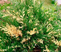 Можжевельник казацкий Вариегата (Juniperus sabina 'Variegata')