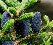 Пихта корейская (Abies koreana)