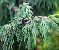 Кипарисовик нутканский (Cupressus nootkatensis)