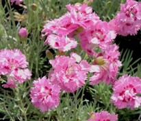Гвоздика перистая Мегги (Dianthus plumarius 'Maggie')