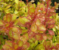 Барбарис Тунберга Диаболикум (Berberis thunbergii 'Diabolicum')