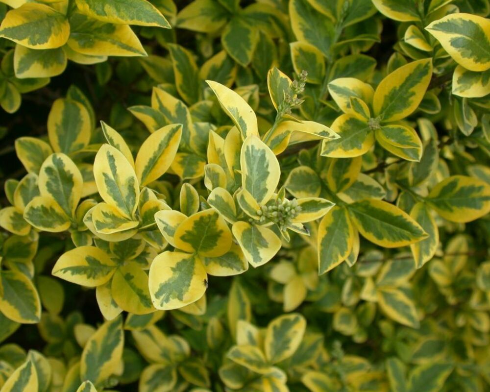 Бирючина овальнолистная 'Aureum' (Ауреум)