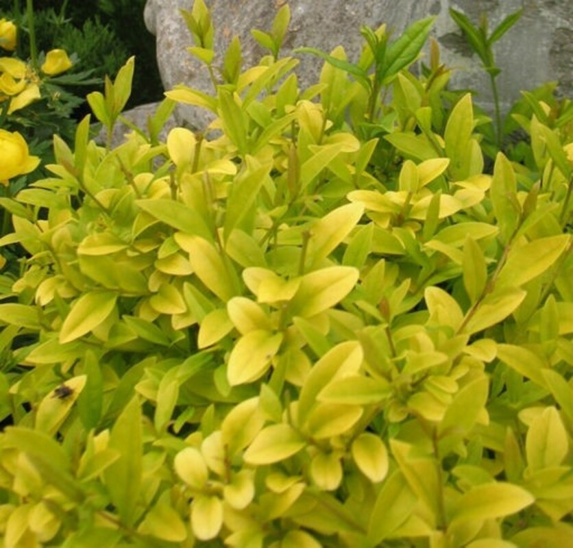 Бирючина овальнолистная Ауреум (Ligustrum ovalifolium 'Aureum')