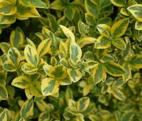 Бирючина овальнолистная Ауреум (Ligustrum ovalifolium 'Aureum')