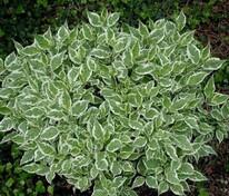 Дерен белый Вестонбирт (Cornus alba 'Westonbirt')