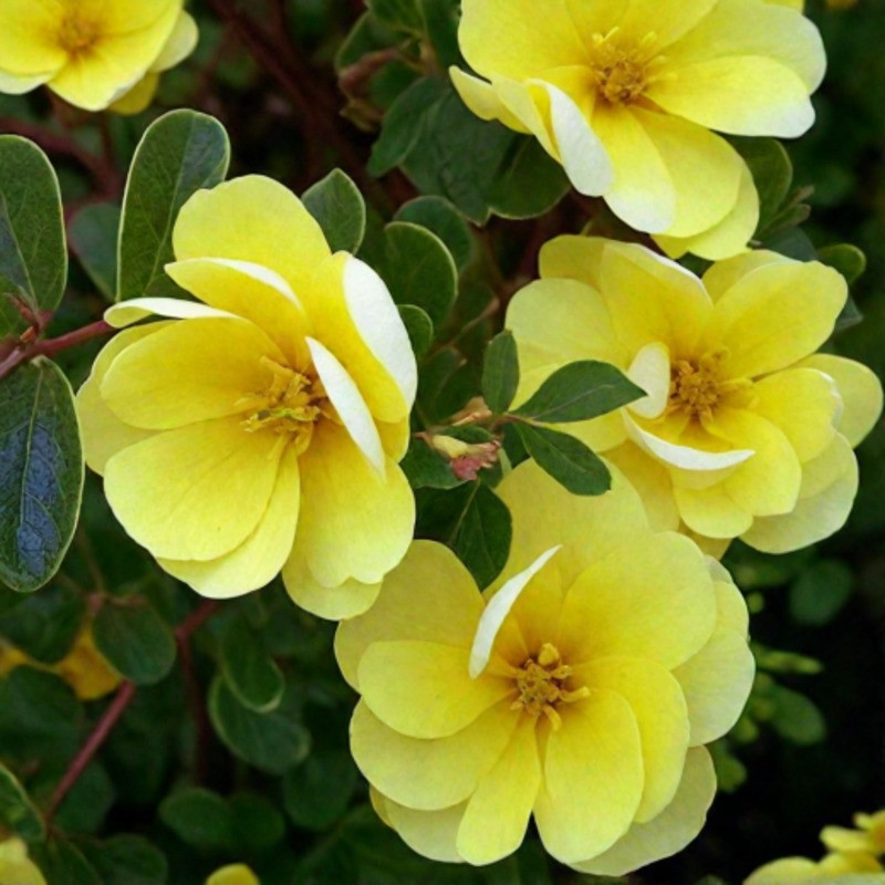 Лапчатка кустарниковая жёлтая (Potentilla fruticosa)