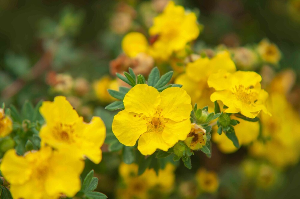 Лапчатка кустарниковая жёлтая (Potentilla fruticosa)