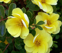 Лапчатка кустарниковая жёлтая (Potentilla fruticosa)
