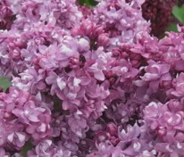 Сирень обыкновенная "Kolchoznica" (Колхозница)