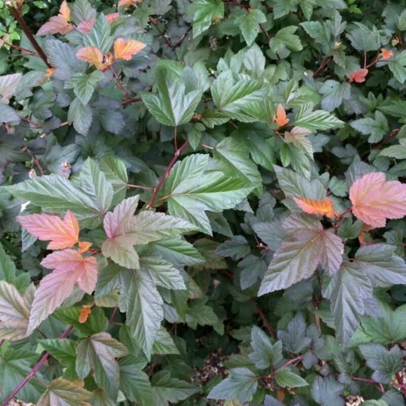 Пузыреплодник калинолистный 'Zdechovice' (Ждеховице)