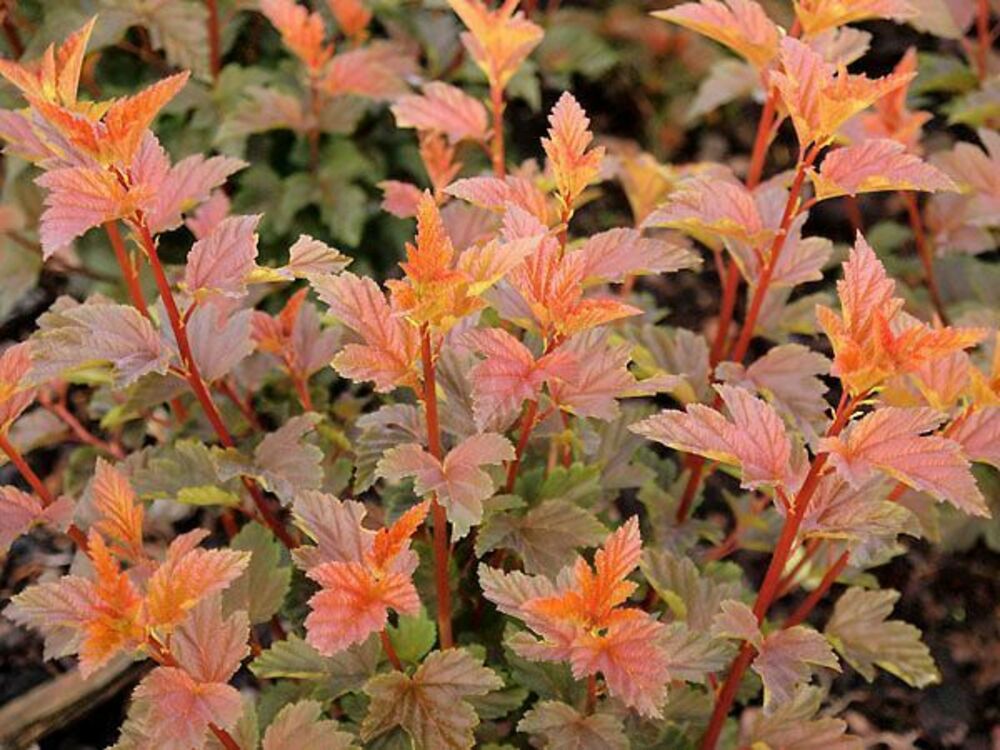 Пузыреплодник калинолистный 'Zdechovice' (Ждеховице)