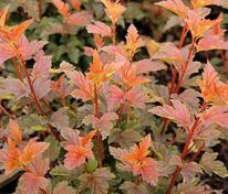 Пузыреплодник калинолистный Ждеховице (Physocarpus opulifolius 'Zdechovice')