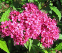 Спирея японская Неон Флеш (Spiraea japonica 'Neon Flash')