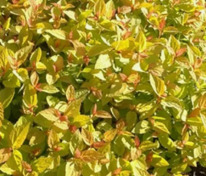 Спирея японская Спаркинг Карпет (Spiraea japonica 'Sparkling Carpet')