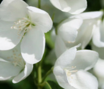 Чубушник "Polet motylkov" (Полет мотыльков) (Балет мотыльков)