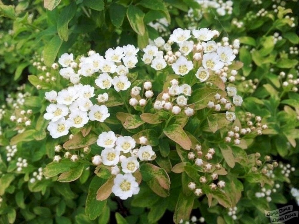 Спирея ниппонская 'Gerlve's Rainbow' (Герлвес Рейнбоу)