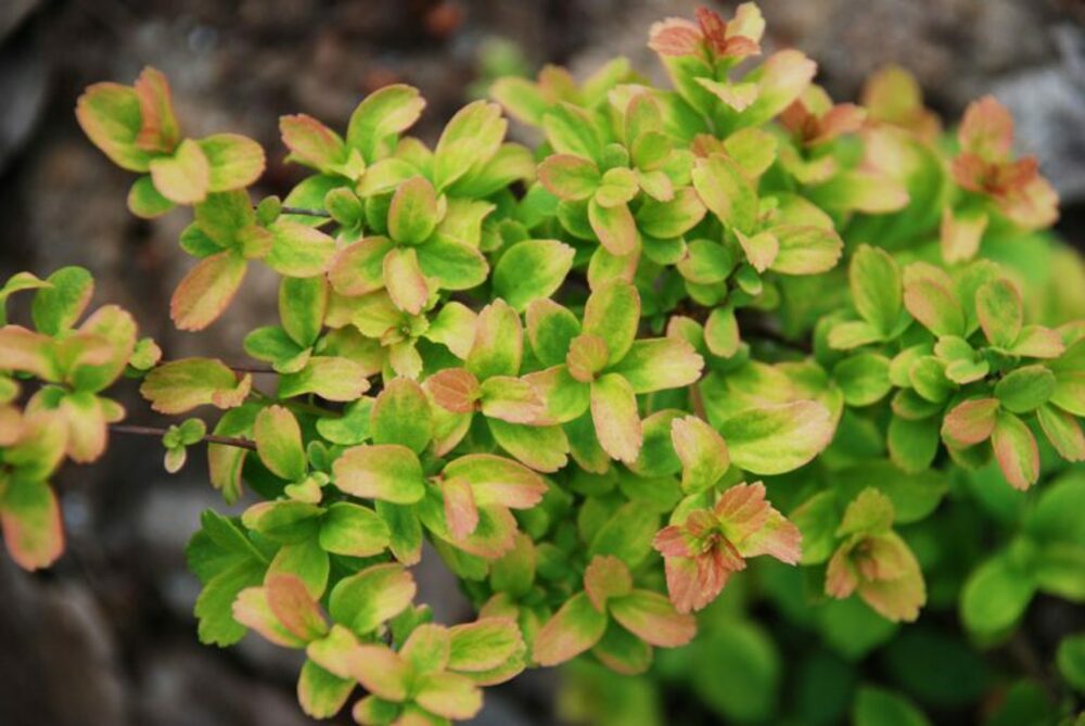 Спирея ниппонская 'Gerlve's Rainbow' (Герлвес Рейнбоу)