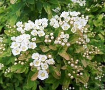 Спирея ниппонская 'Gerlve's Rainbow' (Герлвес Рейнбоу)