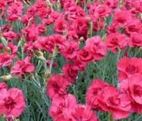 Гвоздика серовато-голубая Бомбардир (Dianthus gratianopolitanus 'Bombardier')