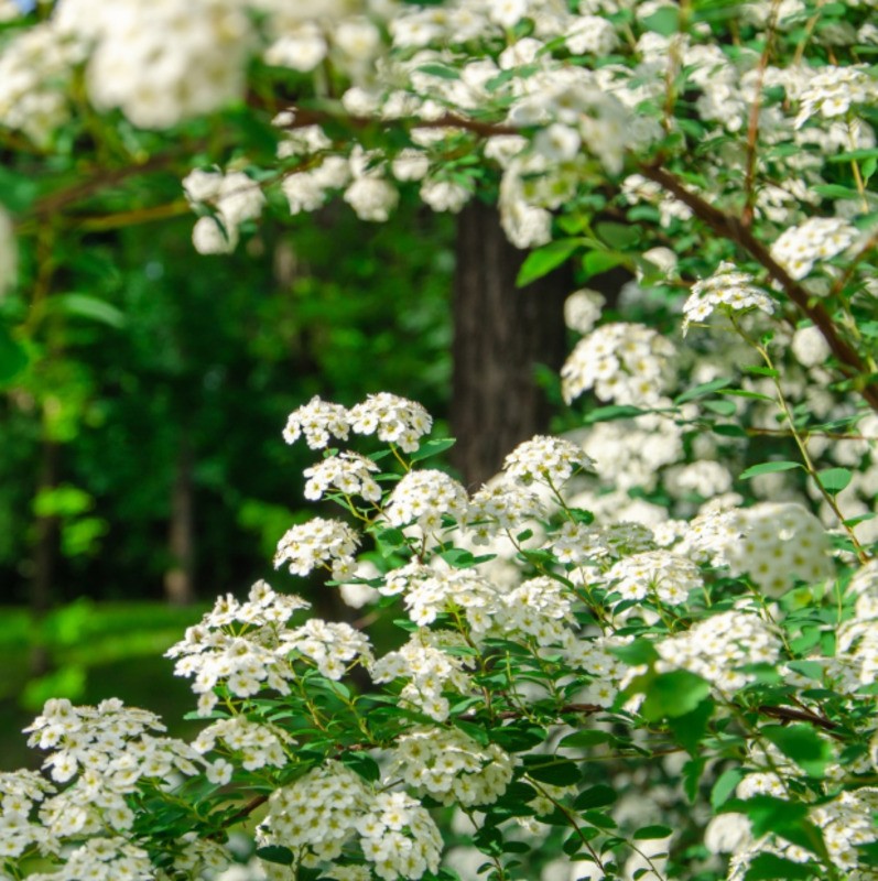 Спирея ниппонская Джун Брайд (Spiraea nipponica 'June Bride')