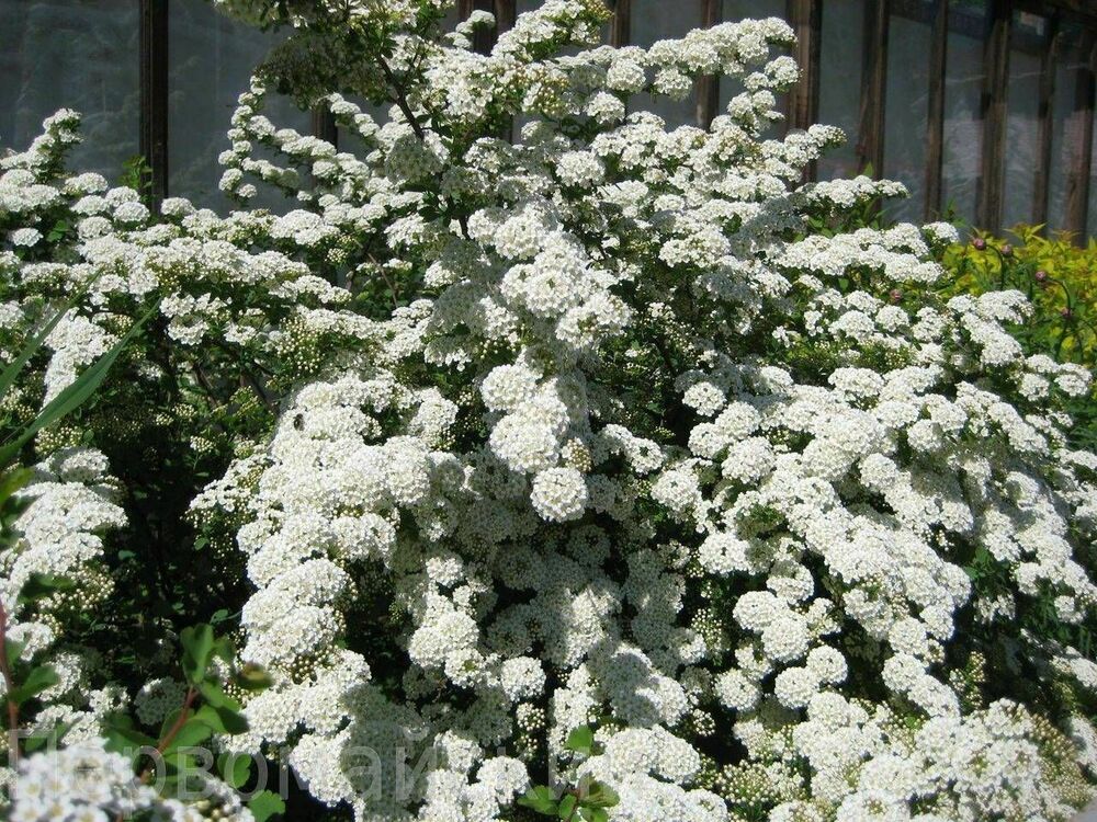 Спирея ниппонская Джун Брайд (Spiraea nipponica 'June Bride')