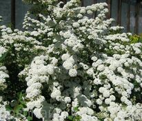 Спирея ниппонская Джун Брайд (Spiraea nipponica 'June Bride')