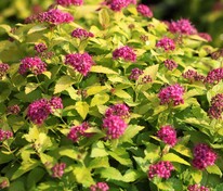 Спирея японская Кэндлайт (Spiraea japonica 'Candlelight')